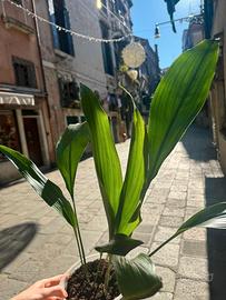 Aspidistra elatior Green Pianta