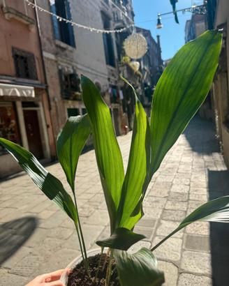 Aspidistra elatior Green Pianta