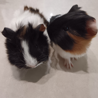 Cucciolo di Cavia o Porcellino D'india