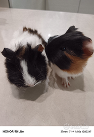 Cucciolo di Cavia o Porcellino D'india