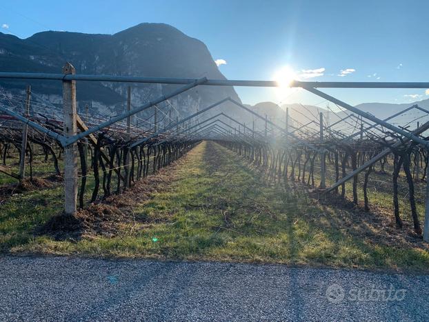 Terreno con Vitigno a Salorno