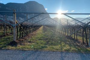 Terreno con Vitigno a Salorno