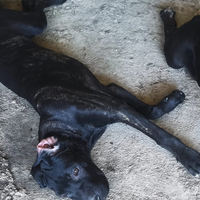 Cuccioli di cane corso italiano con pedigree enci