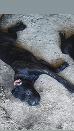 Cuccioli di cane corso italiano con pedigree enci