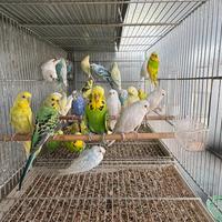 Pappagalli cocorite in molte mutazioni