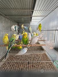 Pappagalli cocorite in molte mutazioni