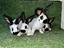 Immagine 1