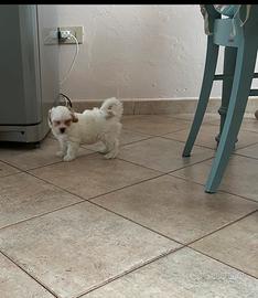 Maltipoo