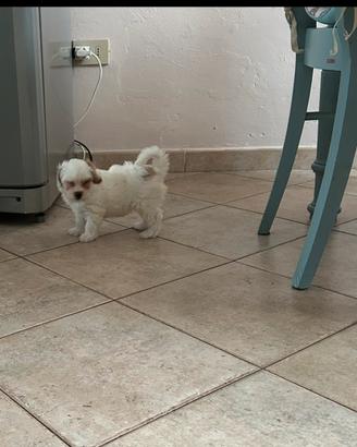 Maltipoo
