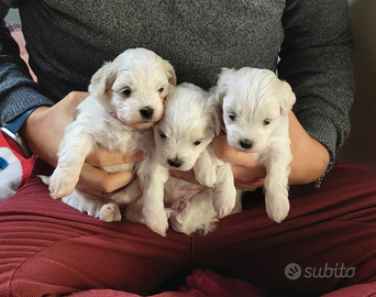 Vendita cucciola maltese