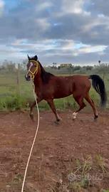 Cavallo arabo