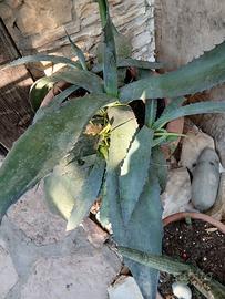 agave grande 