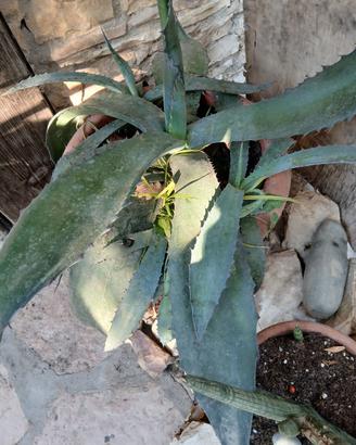 agave grande 