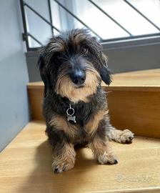 Basso pelo duro disponibile per monta