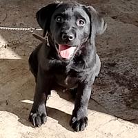 Cucciola labrador