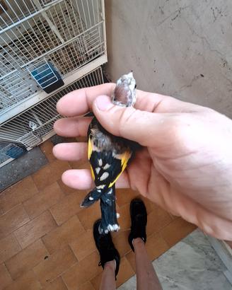 cardellino favato con toppa bianca alla testa 
