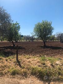 Terreno agricolo in Bari