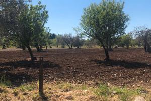 Terreno agricolo in Bari
