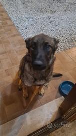 Pastore belga malinois