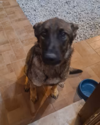 Pastore belga malinois