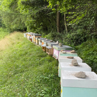 Famiglie/nuclei d'api