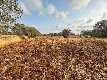 Terreno con uliveto