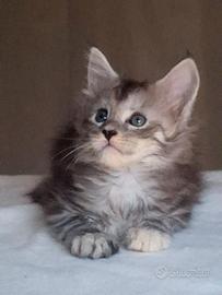 Maine Coon alta genealogia
