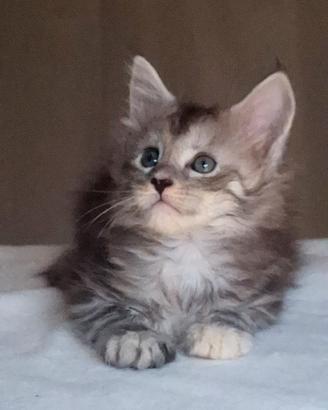 Maine Coon alta genealogia