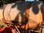 Immagine 2