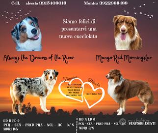 Australian shepherd