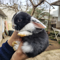 Coniglio Ariete panda