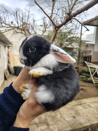 Coniglio Ariete panda