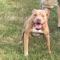 Pitbull ukc con pedigree per monta