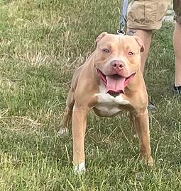 Pitbull ukc con pedigree per monta