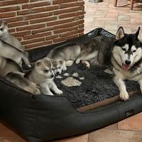 Meravigliosi cuccioli di SIBERIAN HUSKY