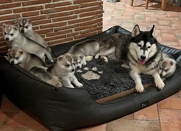Meravigliosi cuccioli di SIBERIAN HUSKY