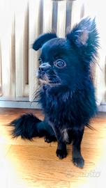 Chihuahua pelo lungo