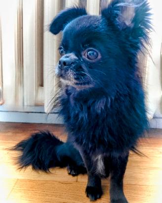Chihuahua pelo lungo