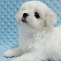 Cuccioli maltese coreano