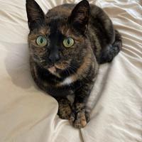 Susy gatta dolcissima