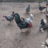 Millefiori piemontese