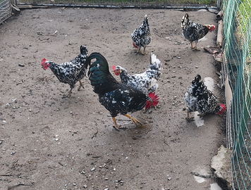 Millefiori piemontese