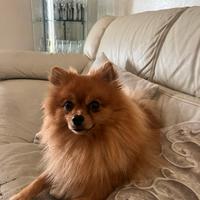 Volpino di Pomerania Spitz accoppiamento