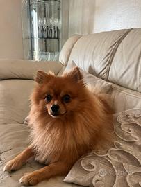 Volpino di Pomerania Spitz accoppiamento