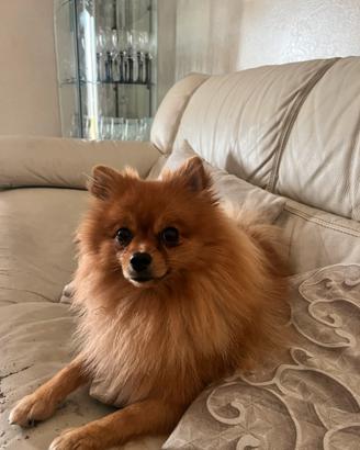 Volpino di Pomerania Spitz accoppiamento