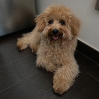 Maltipoo per accoppiamento