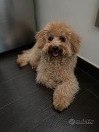 Maltipoo per accoppiamento