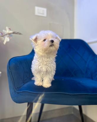 Cucciolo maltese coreano toy mini
