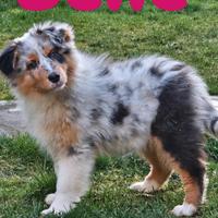 Belle.cuccuola pastore australiano