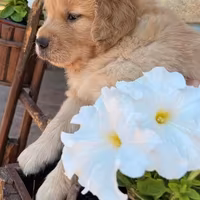Golden retriever linea americana